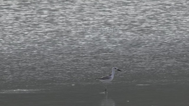 pobřežník černobílý - ML201117441