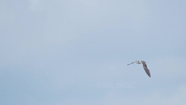 Bridled Tern - ML201117451