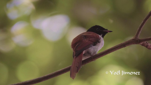 Seychelles Paradise-Flycatcher - ML201117461