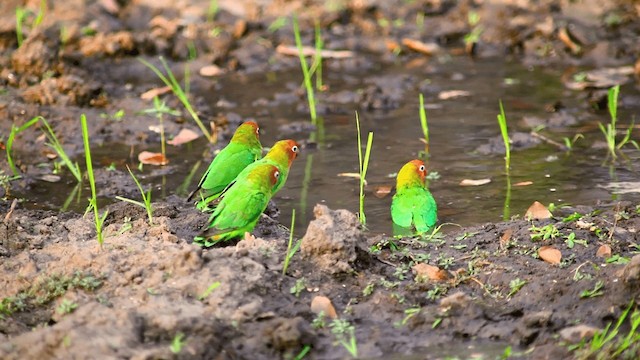 agapornis růžovohlavý - ML201117491