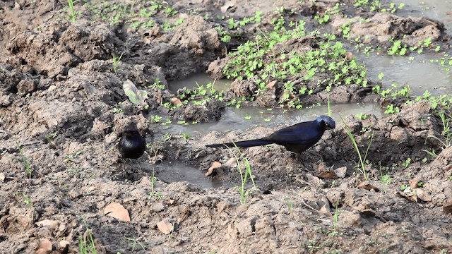 Meves's Starling (Meves's) - ML201117531