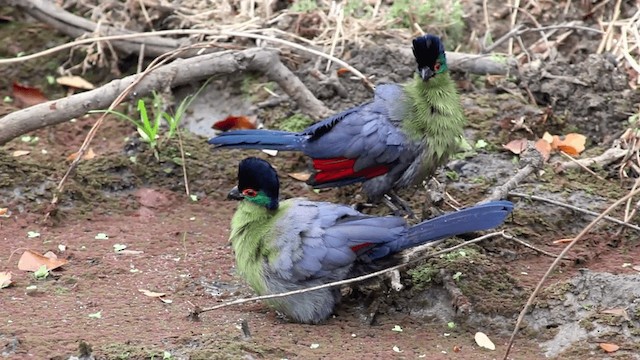 Turaco Crestimorado - ML201117571