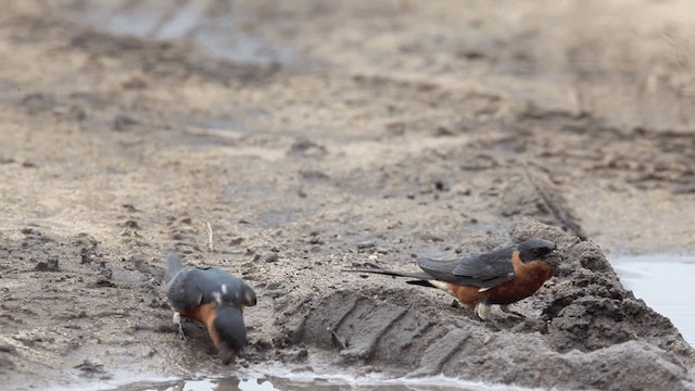 Golondrina Pechirrufa - ML201117581