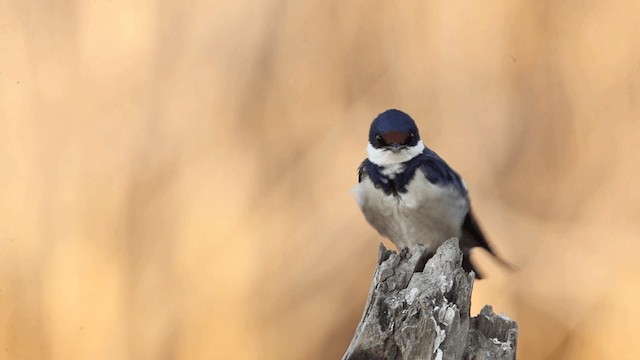 Golondrina Gorjiblanca - ML201117591