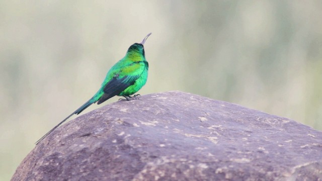 Malachite Sunbird - ML201117621