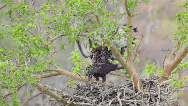 Crowned Eagle - ML201117631