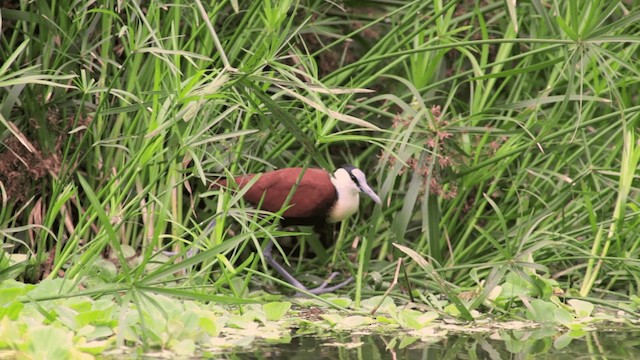 Blaustirn-Blatthühnchen - ML201117671