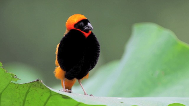 Southern Red Bishop - ML201117701