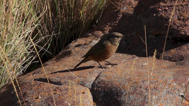 Cape Rock-Thrush - ML201117731