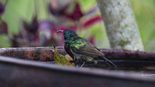 Forest Double-collared Sunbird - ML201117761