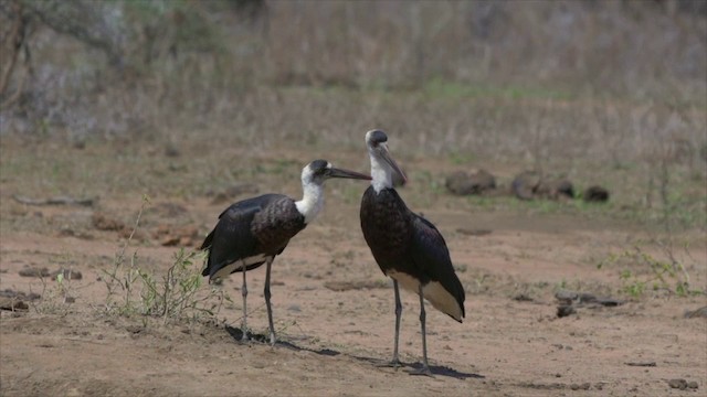 חסידה לבנת-גרון אפריקאית - ML201117791