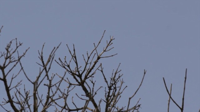 Натальская сахарная птица - ML201117801