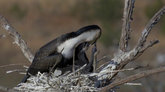 Great Cormorant (White-breasted) - ML201117811
