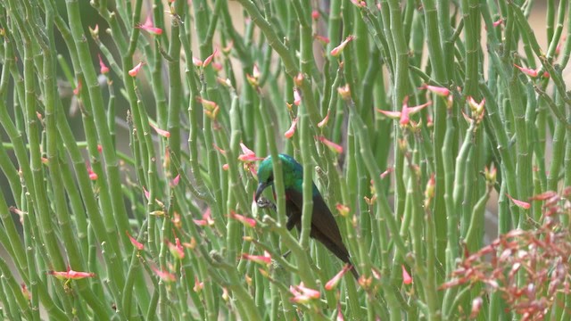 Bindennektarvogel - ML201117821