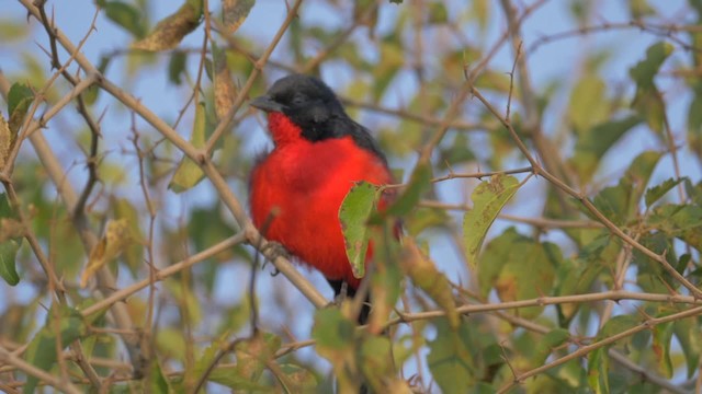 Crimson-breasted Gonolek - ML201117841