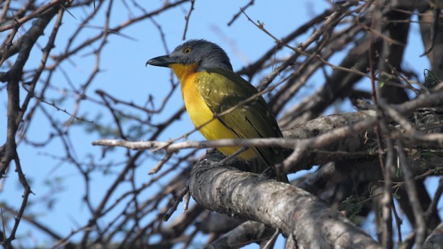 Gray-headed Bushshrike - ML201117851