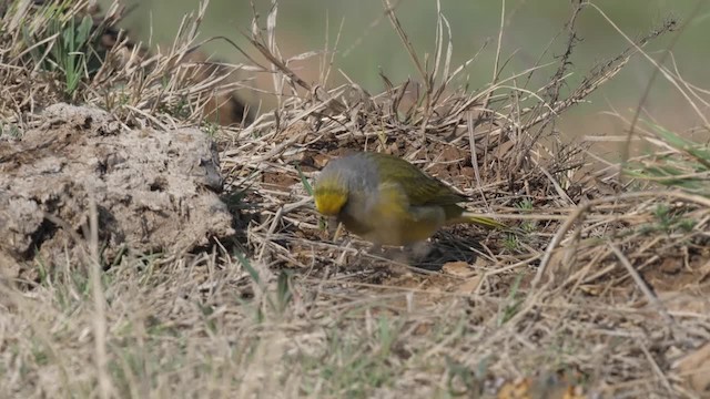 Serin du Cap - ML201117861