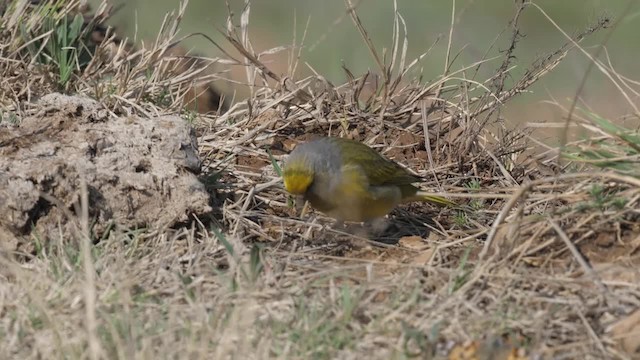 Капский вьюрок - ML201117861