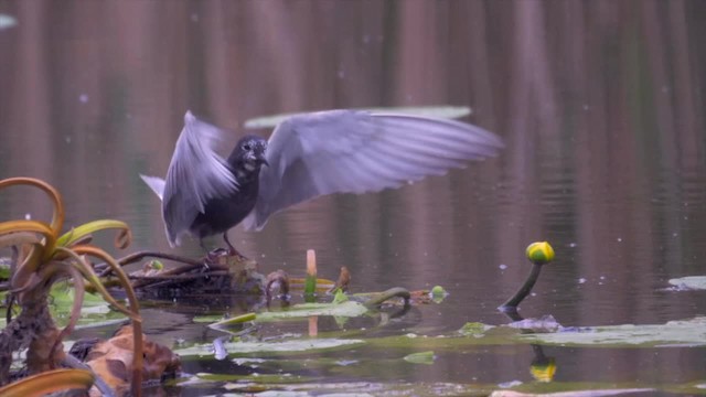 Black Tern (Eurasian) - ML201117881