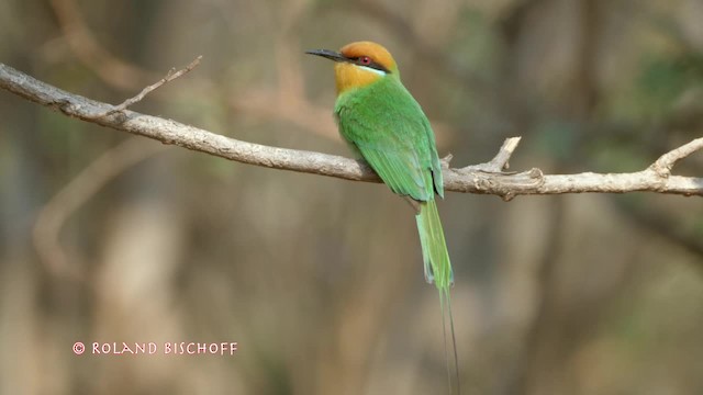 Böhm's Bee-eater - ML201117891