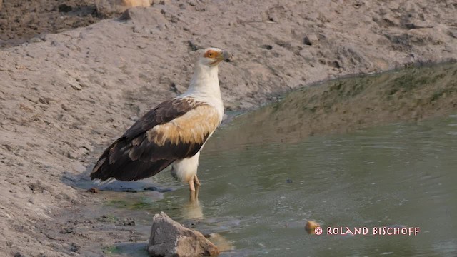 Palm-nut Vulture - ML201117901