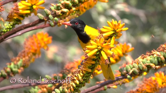 African Black-headed Oriole - ML201117911