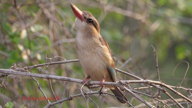 Brown-hooded Kingfisher - ML201117951