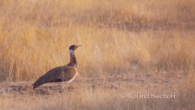 Ludwig's Bustard - ML201117971