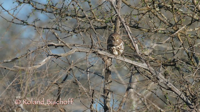 African Barred Owlet (Bar-fronted) - ML201117981