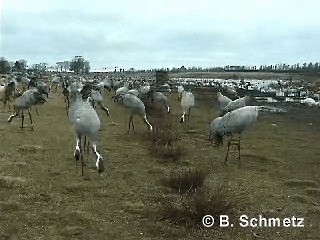 Серый журавль - ML201117991