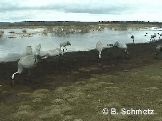 Серый журавль - ML201118001