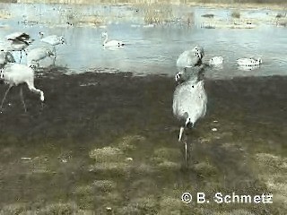 Grulla Común - ML201118011