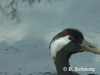 Серый журавль - ML201118021