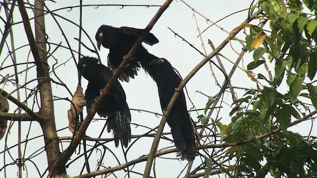 Violaceous Coucal - ML201118061