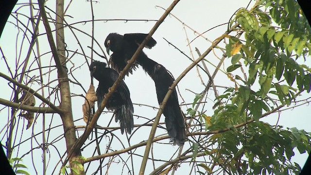 Violaceous Coucal - ML201118071