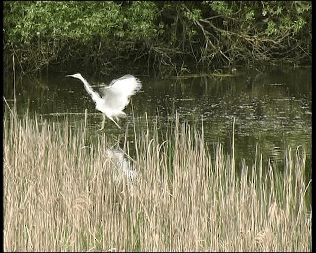 Great Egret (alba) - ML201118191