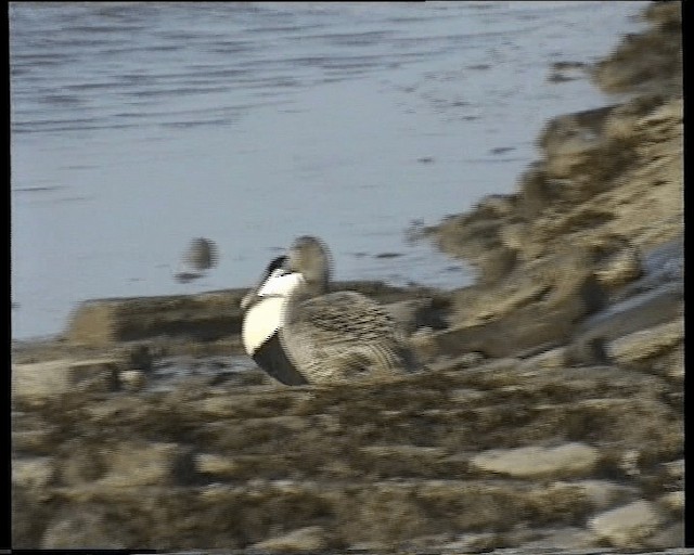 kajka mořská (ssp. mollissima) - ML201118441