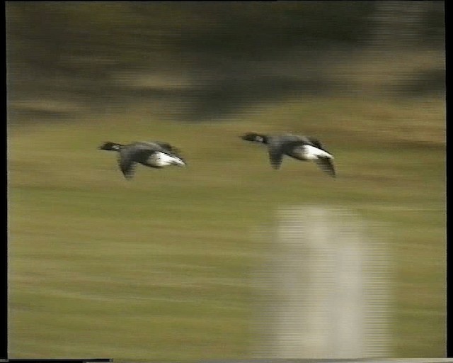 Branta musubeltza - ML201118451