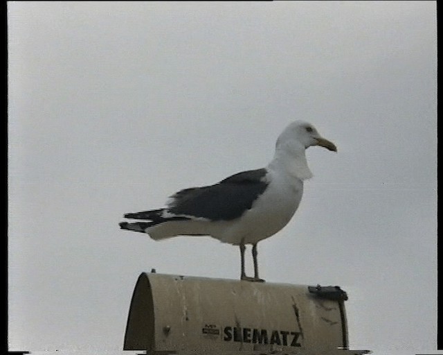 Great Black-backed Gull - ML201118821