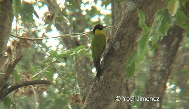 Black-headed Woodpecker - ML201118921