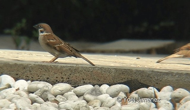 Eurasian Tree Sparrow - ML201118931