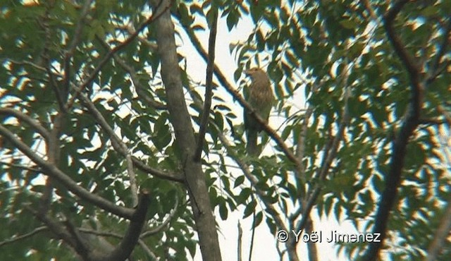 Streifenbartvogel - ML201118961