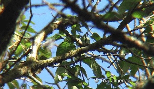 Chestnut-vented Nuthatch - ML201118981