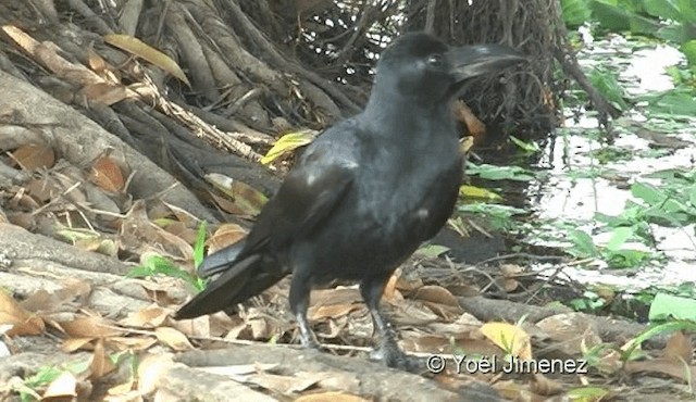 Large-billed Crow - ML201119011