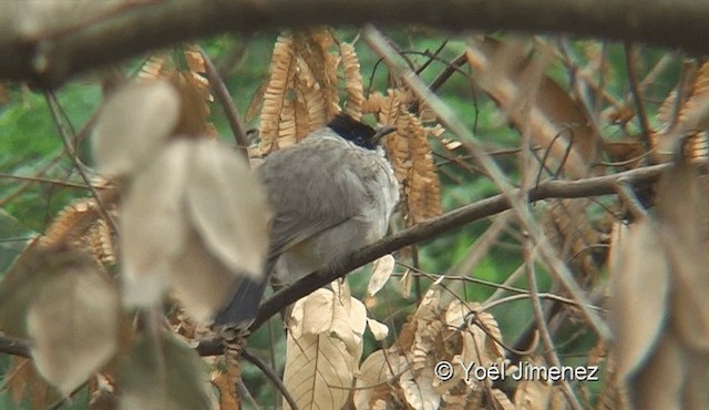 Bulbul cul-d'or - ML201119091