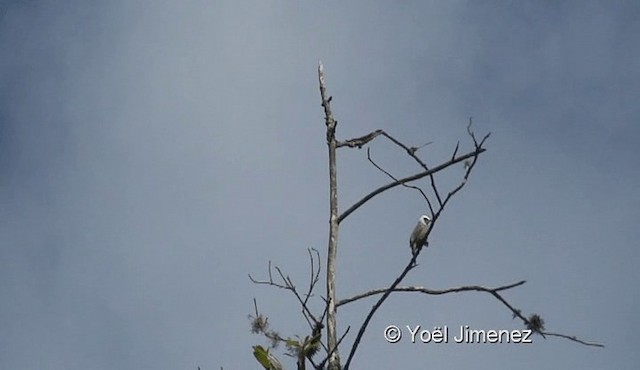 White-headed Bulbul - ML201119151