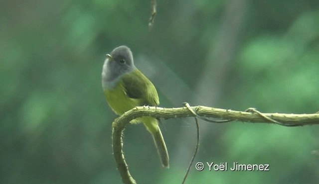 Gray-headed Canary-Flycatcher - ML201119161