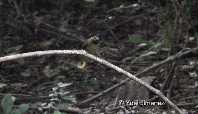 Bulbul Cabecinegro - ML201119231