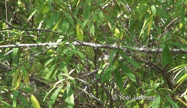 Whiskered Yuhina - ML201119301