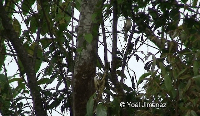 ミヤマヒヨドリ - ML201119321